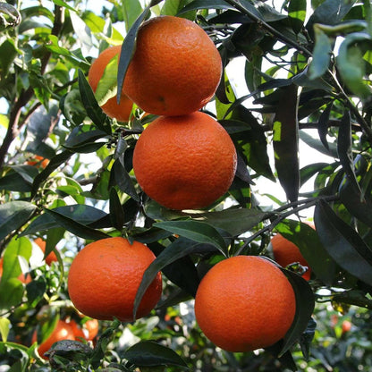Clementino Citrus clementina con frutti arancioni maturi e fogliame verde lucido in giardino