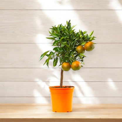 Pianta di clementino Citrus clementina carica di frutti arancioni