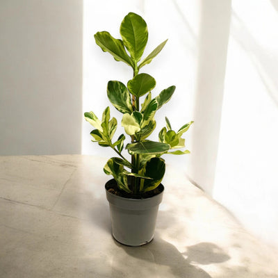 Clusia rosea 'White Star'