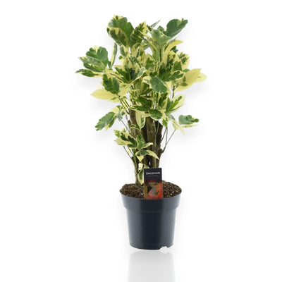 Codiaeum variegatum 'Eburneum'