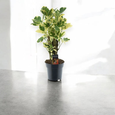 Codiaeum variegatum 'Eburneum'