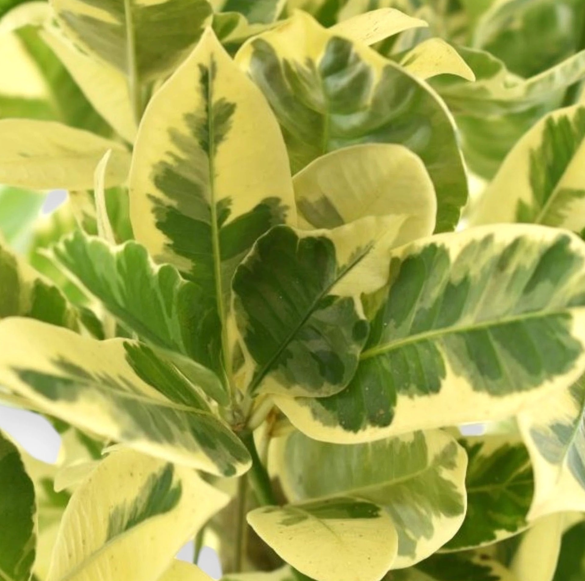 Codiaeum variegatum Eburneum dettaglio