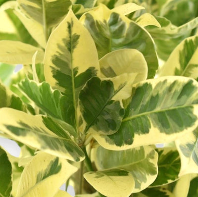 Codiaeum variegatum Eburneum dettaglio