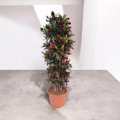 Codiaeum variegatum 'Mammi'
