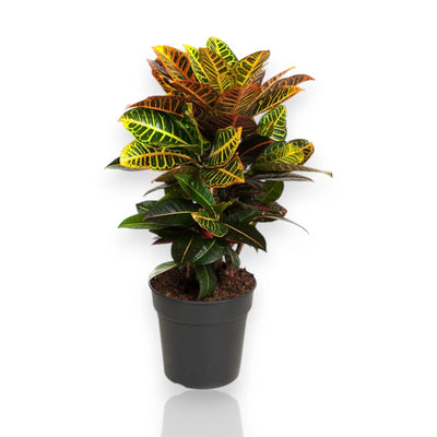 Pianta di Croton Petra in vaso nero su sfondo bianco con foglie venate gialle e rosse.