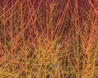 Corniolo Cornus Midwinter Fire con rami rosso-arancio in giardino invernale