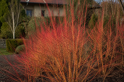 Corniolo - Cornus 'Midwinter Fire' in giardino