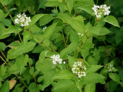 Corniolo - Cornus 'Stol. Flaviramea' dettaglio ravvicinato