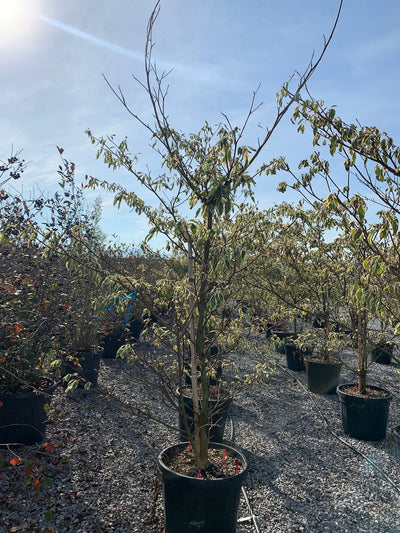 Cornus stolonifera Flaviramea in vaso