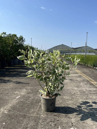 Corniolo - Cornus alba 'Elegantissima' in vivaio