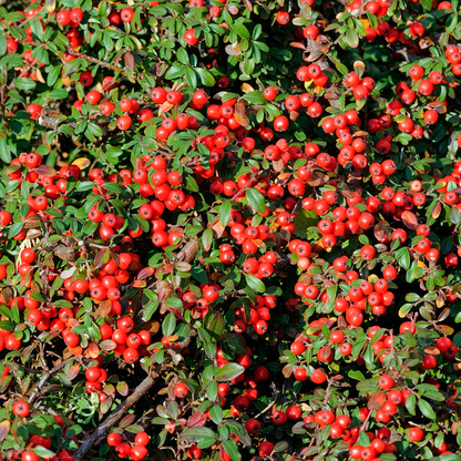Bacche rosse di Cotoneaster Coral Beauty