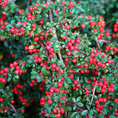 Cotoneaster franchetii dettaglio dei frutti rossi
