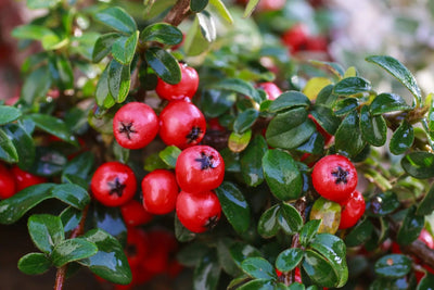 Cotoneaster horizontalis arbusto con frutti