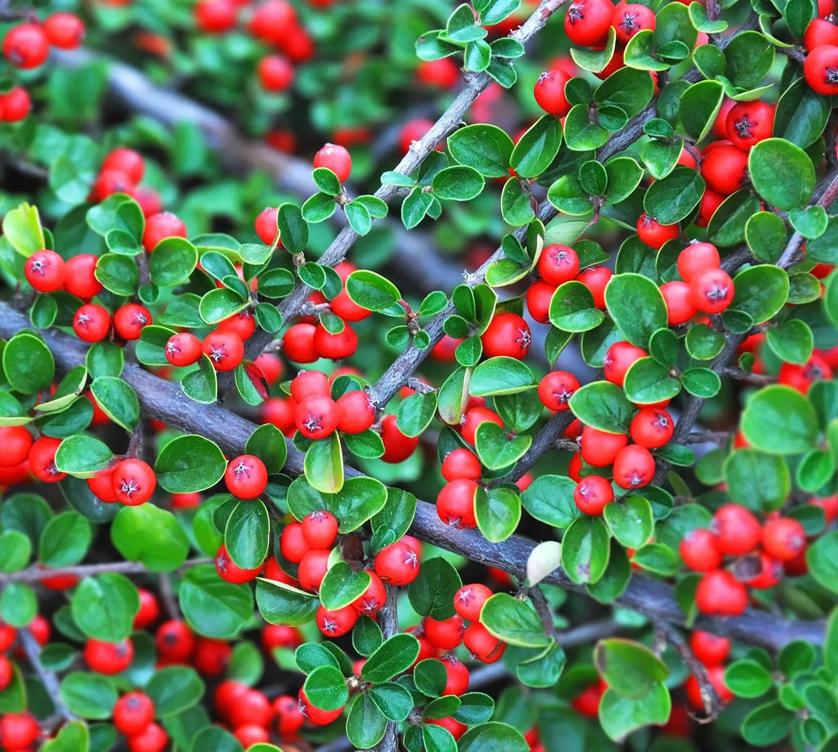 Cotoneaster microphyllus Queen of Carpets - dettaglio