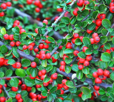 Cotoneaster microphyllus Queen of Carpets - dettaglio