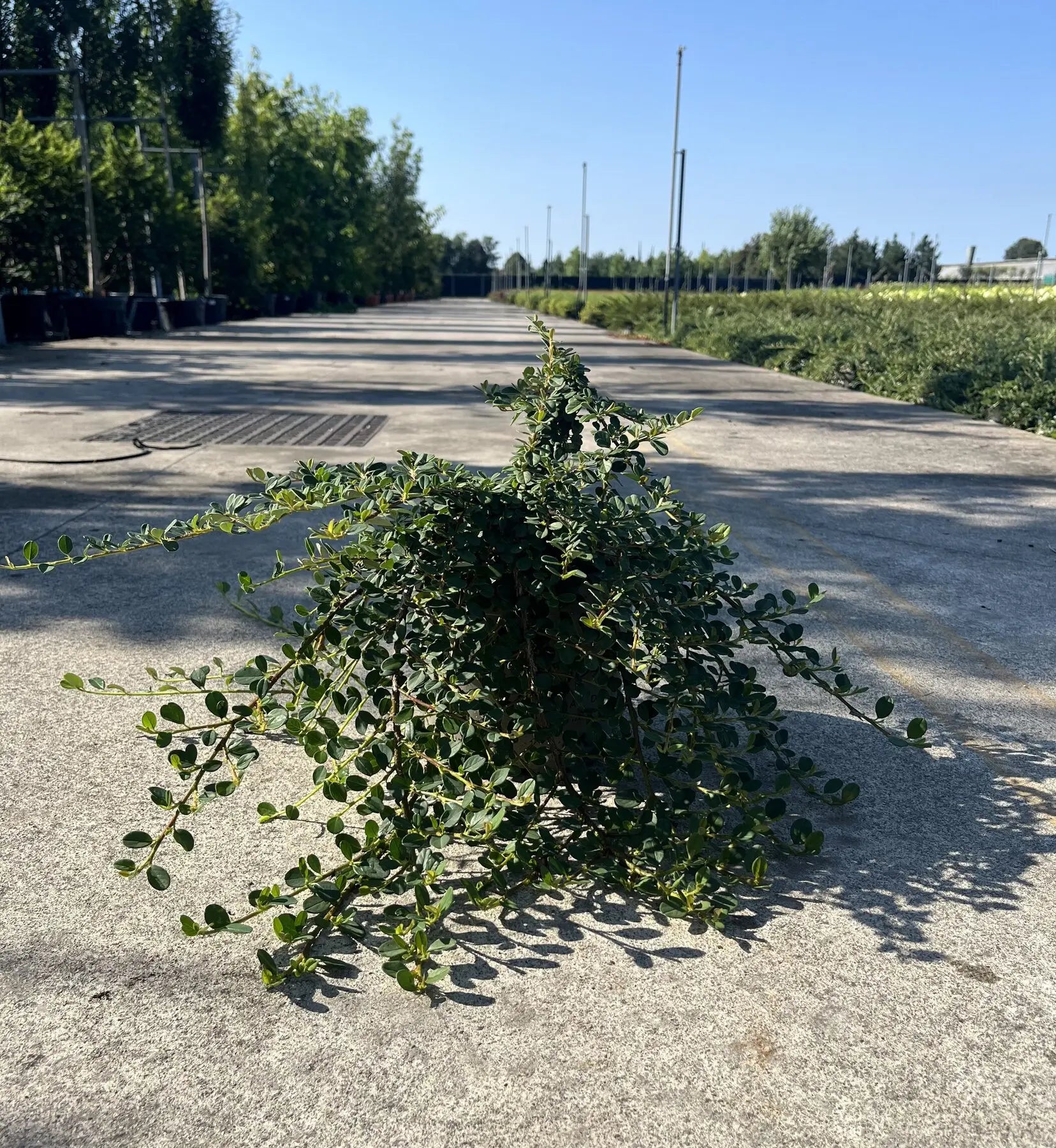 Cotoneaster microphyllus Queen of Carpets in vaso 