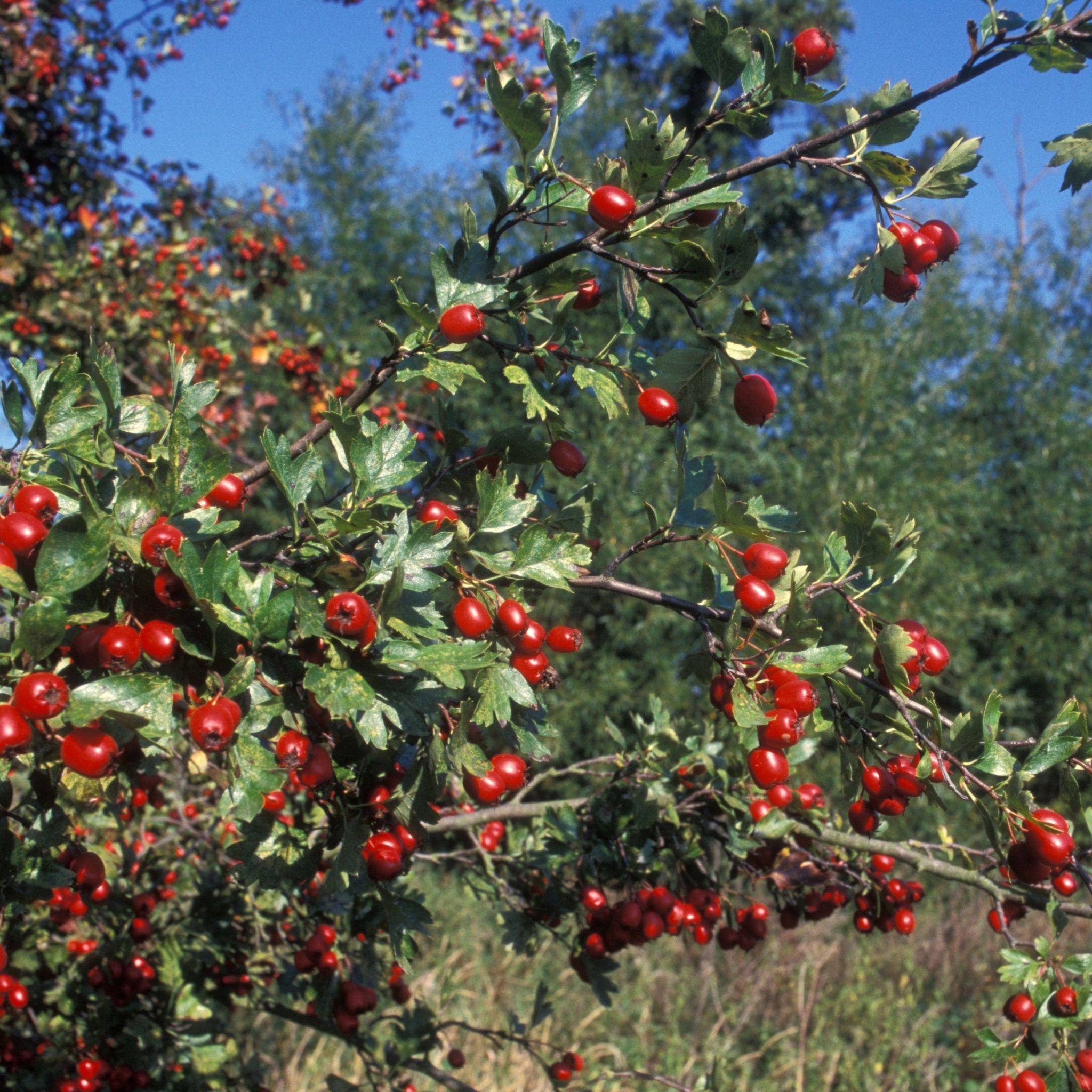 Arbusto di Crataegus monogyna con frutti