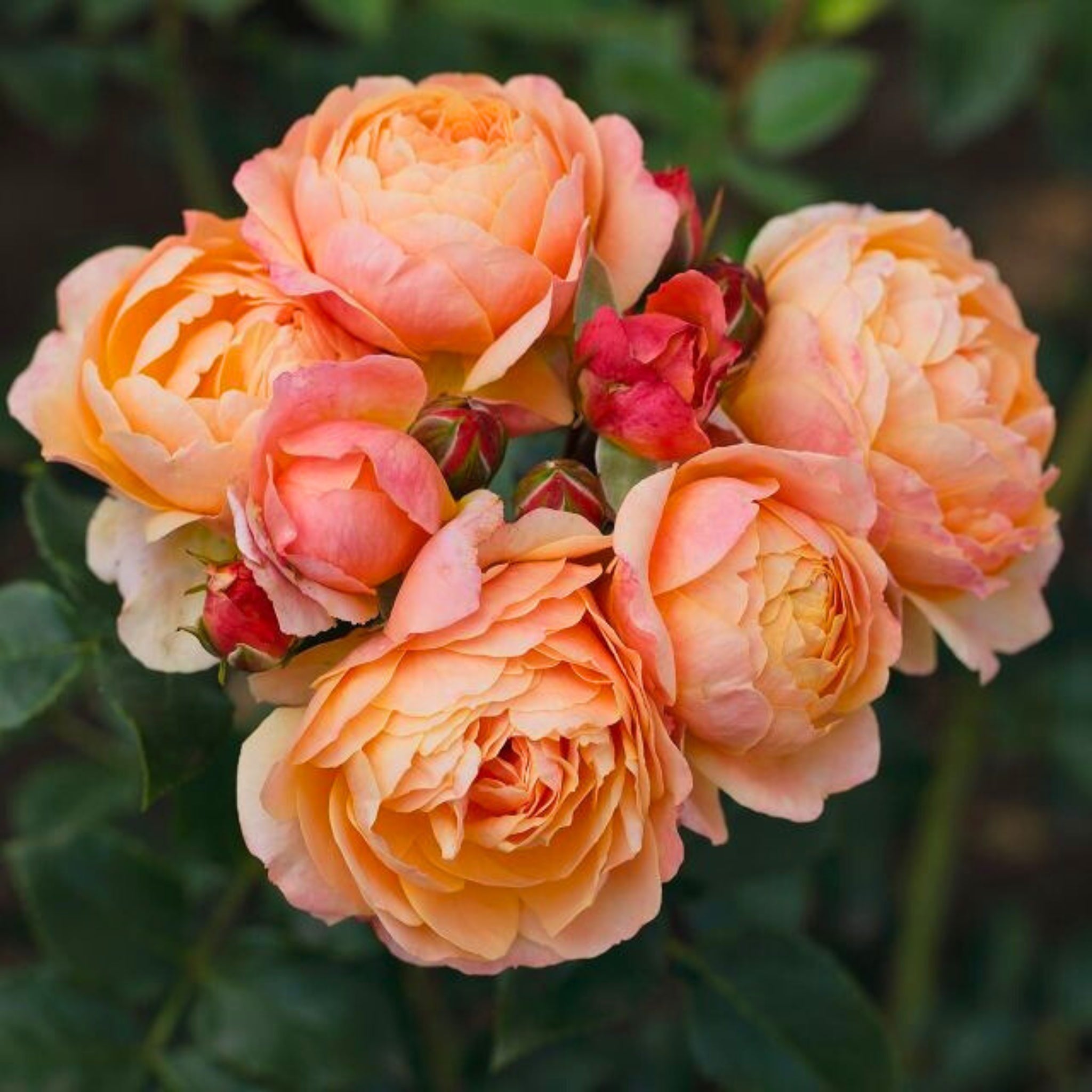 Rosa 'Creme Brulée'
