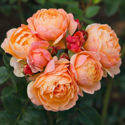Rosa 'Creme Brulée'