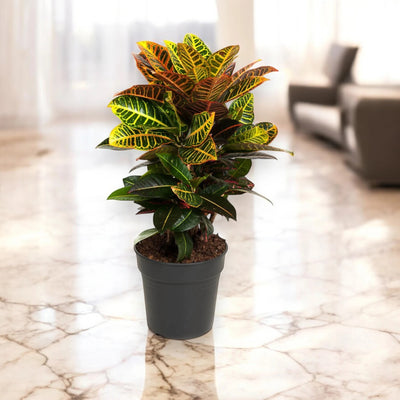 Codiaeum variegatum Petra posizionato in un salotto luminoso con pavimento lucido.
