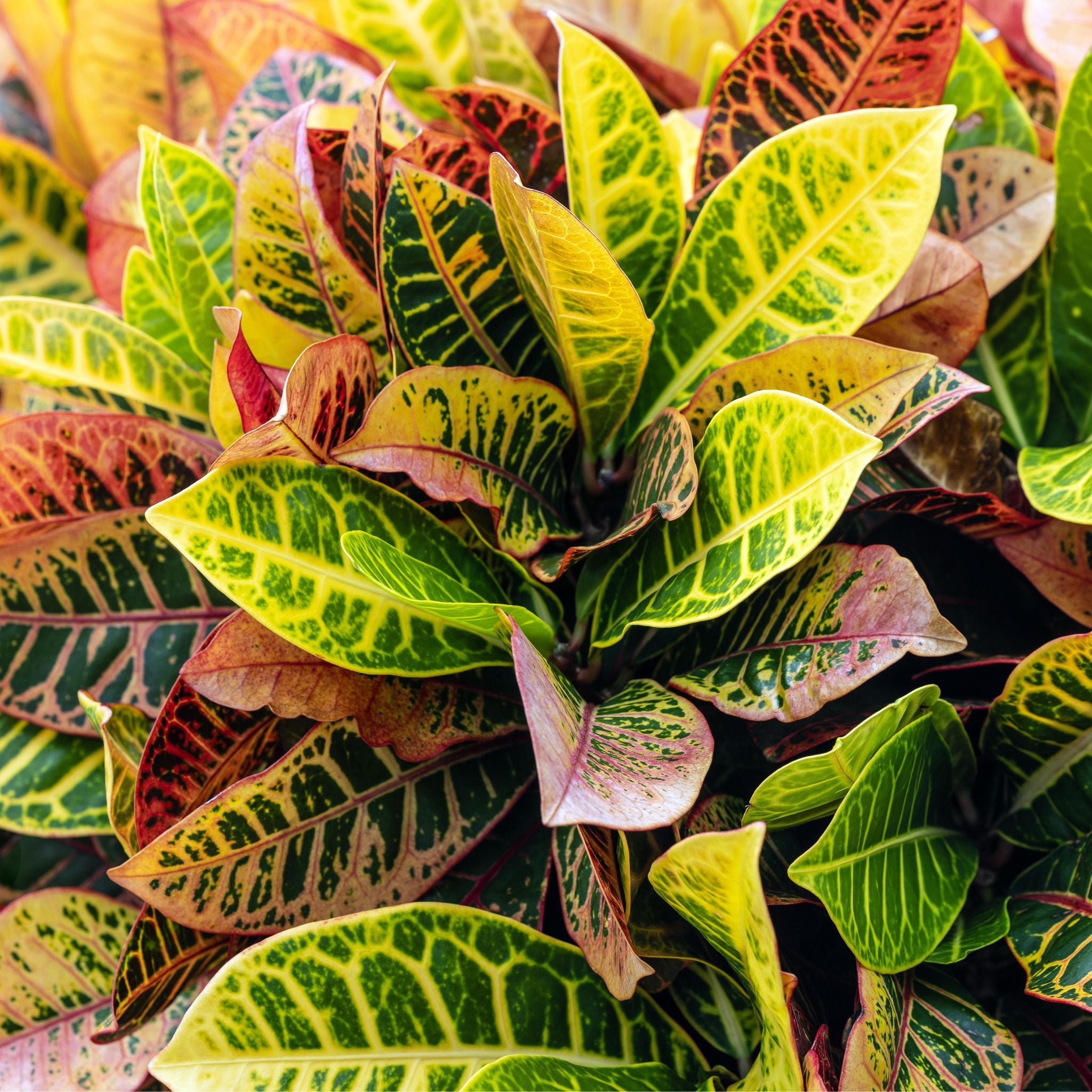 Foglie variegate di Croton Mrs. Iceton