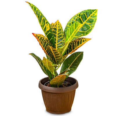 Croton Mrs. Iceton con foglie colorate