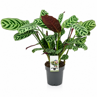 Ctenanthe burle-marxii sfondo bianco