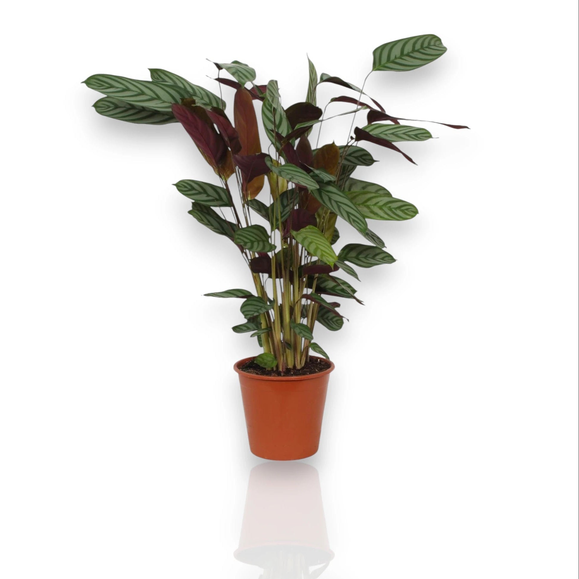 Ctenanthe setosa Compactstar in vaso