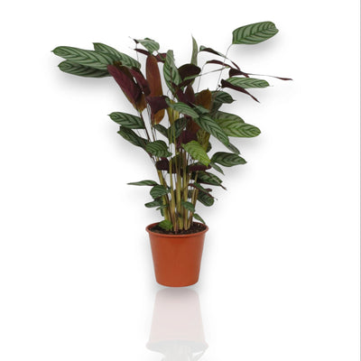 Ctenanthe setosa Compactstar in vaso