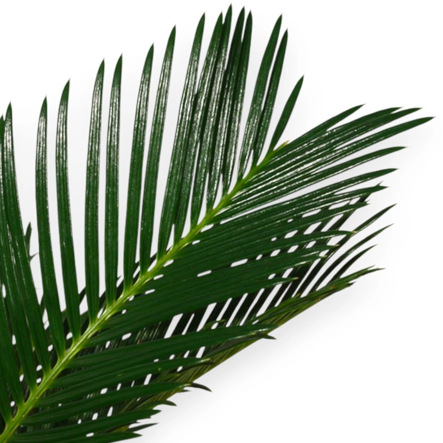 Cycas revoluta dettaglio foglia