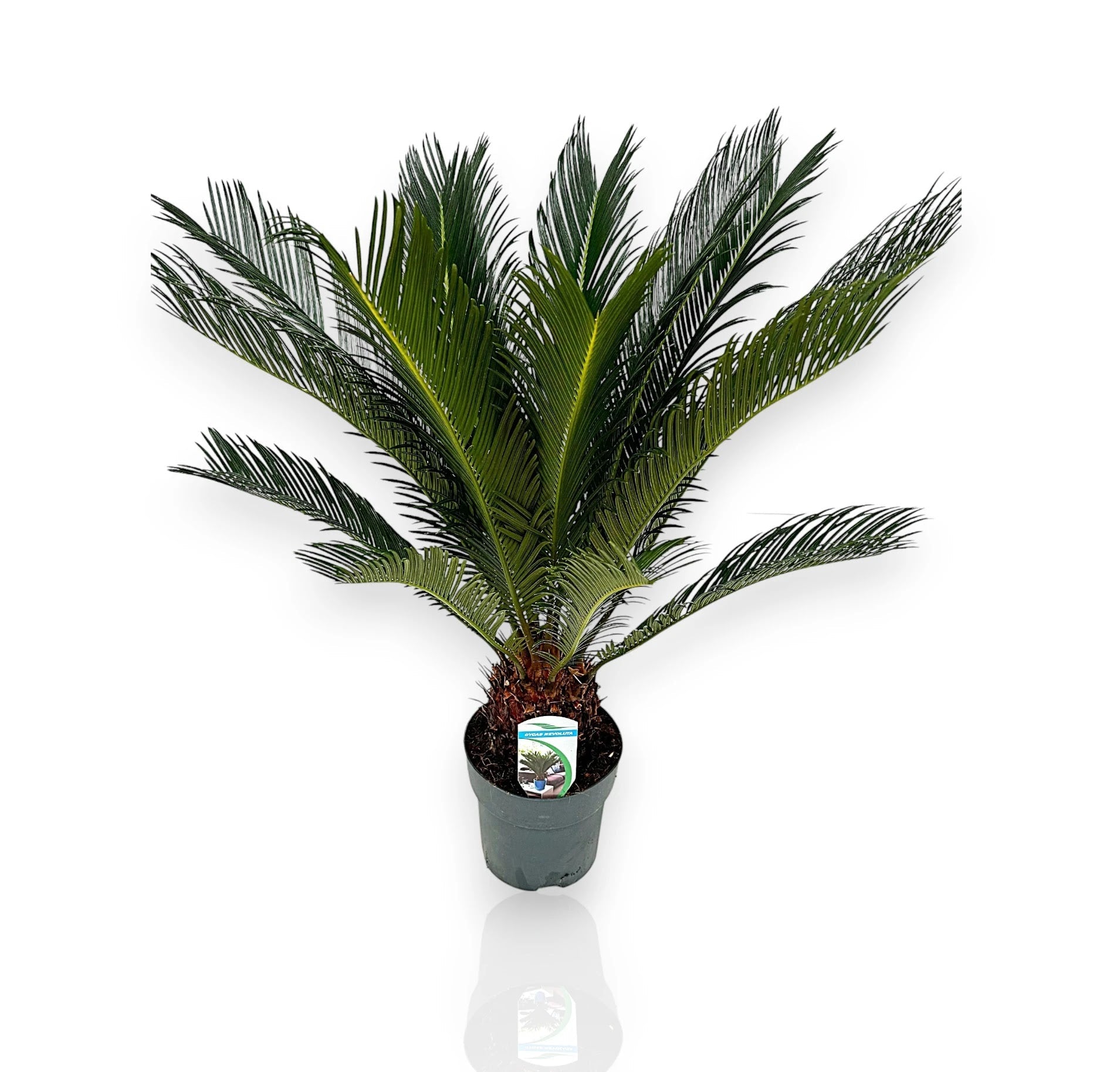 Cycas revoluta