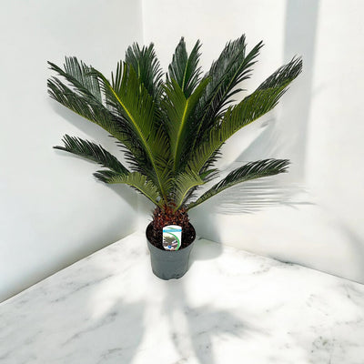 Cycas revoluta