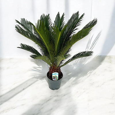 Cycas revoluta