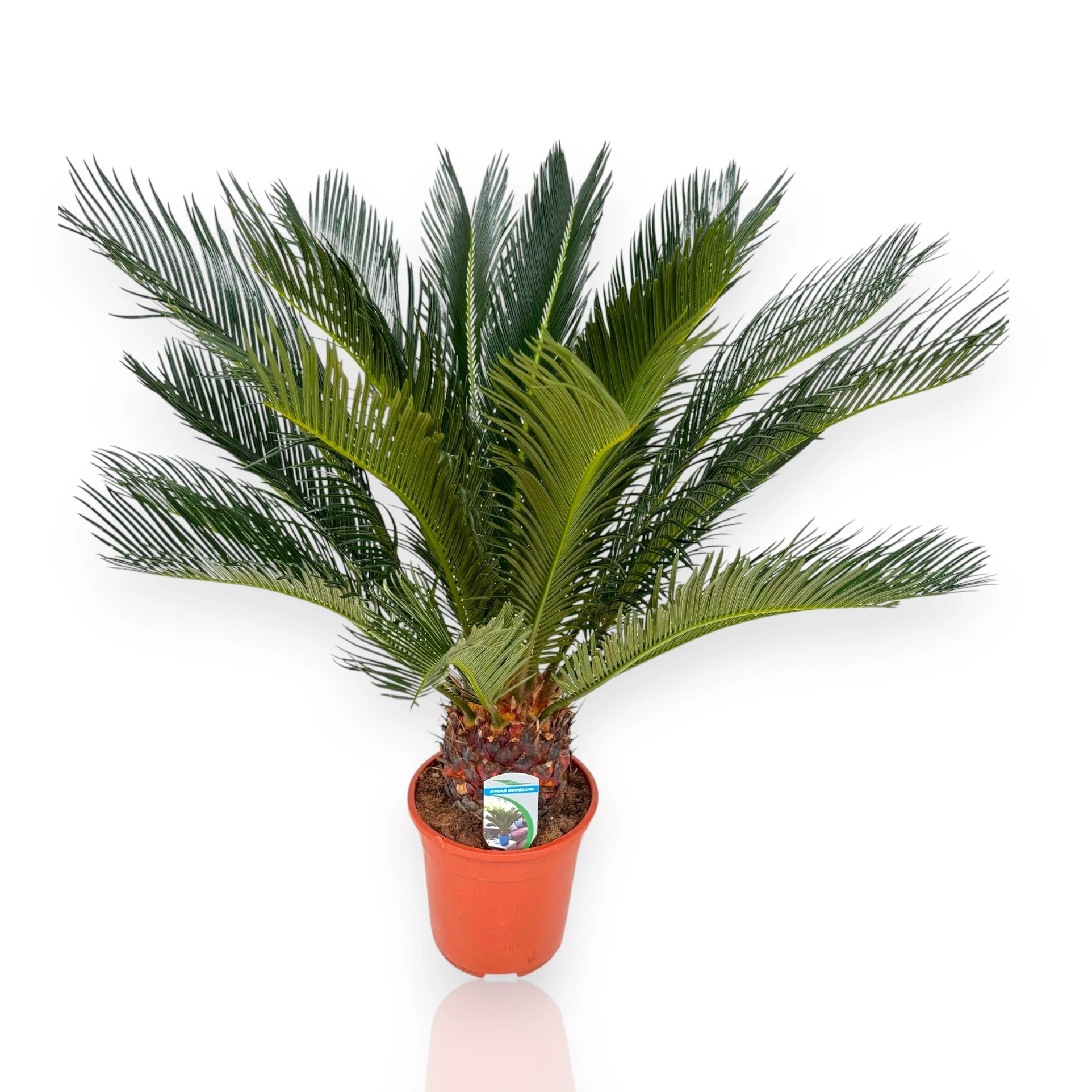 Cycas revoluta
