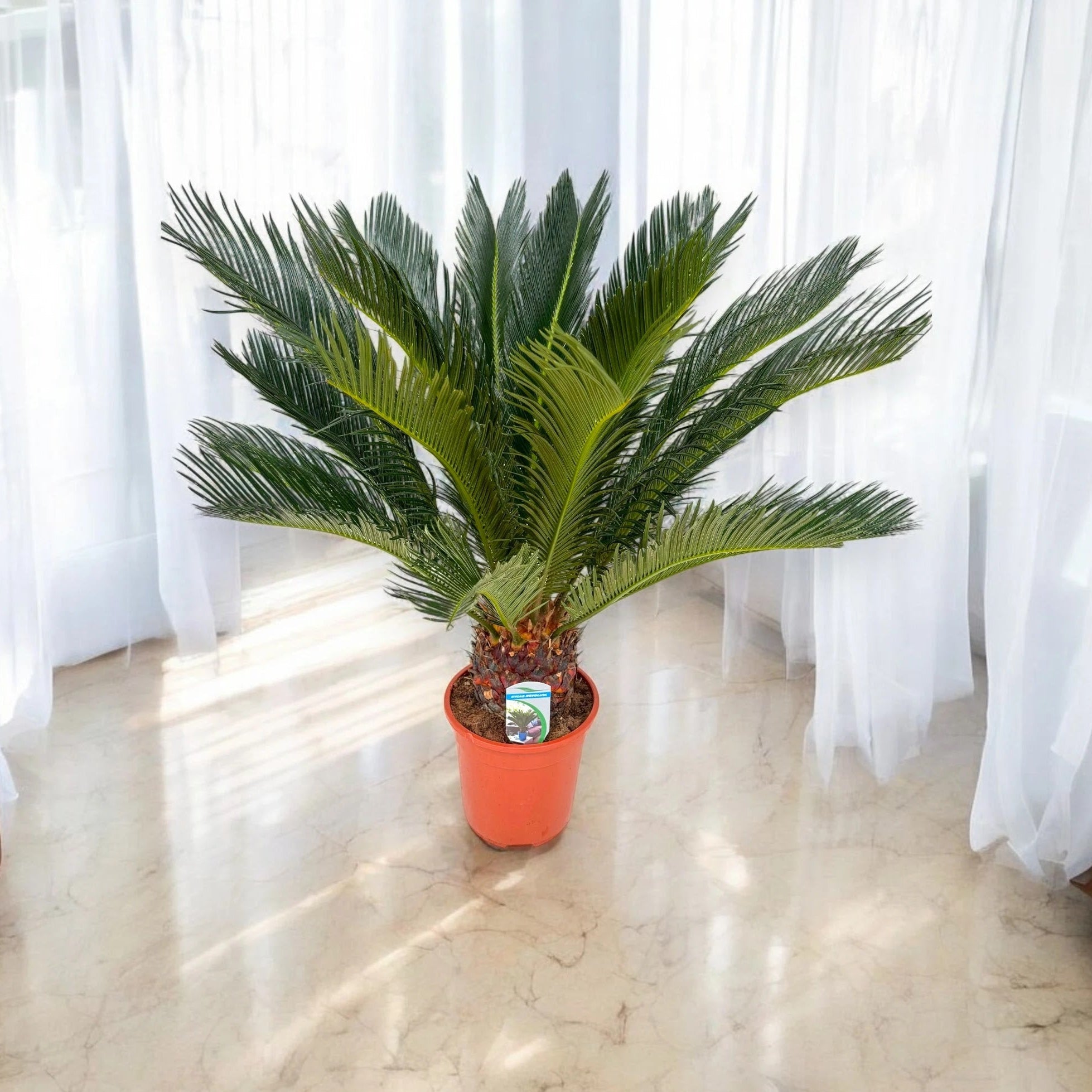 Cycas revoluta