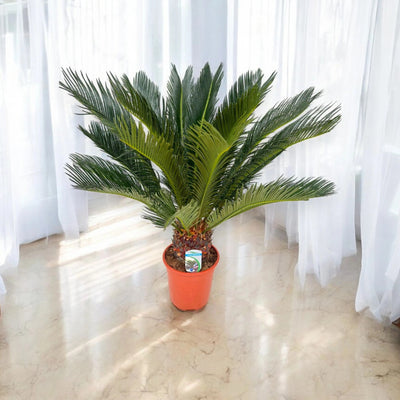 Cycas revoluta