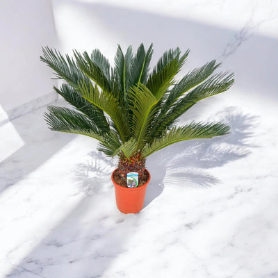 Cycas revoluta