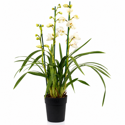 Cymbidium white