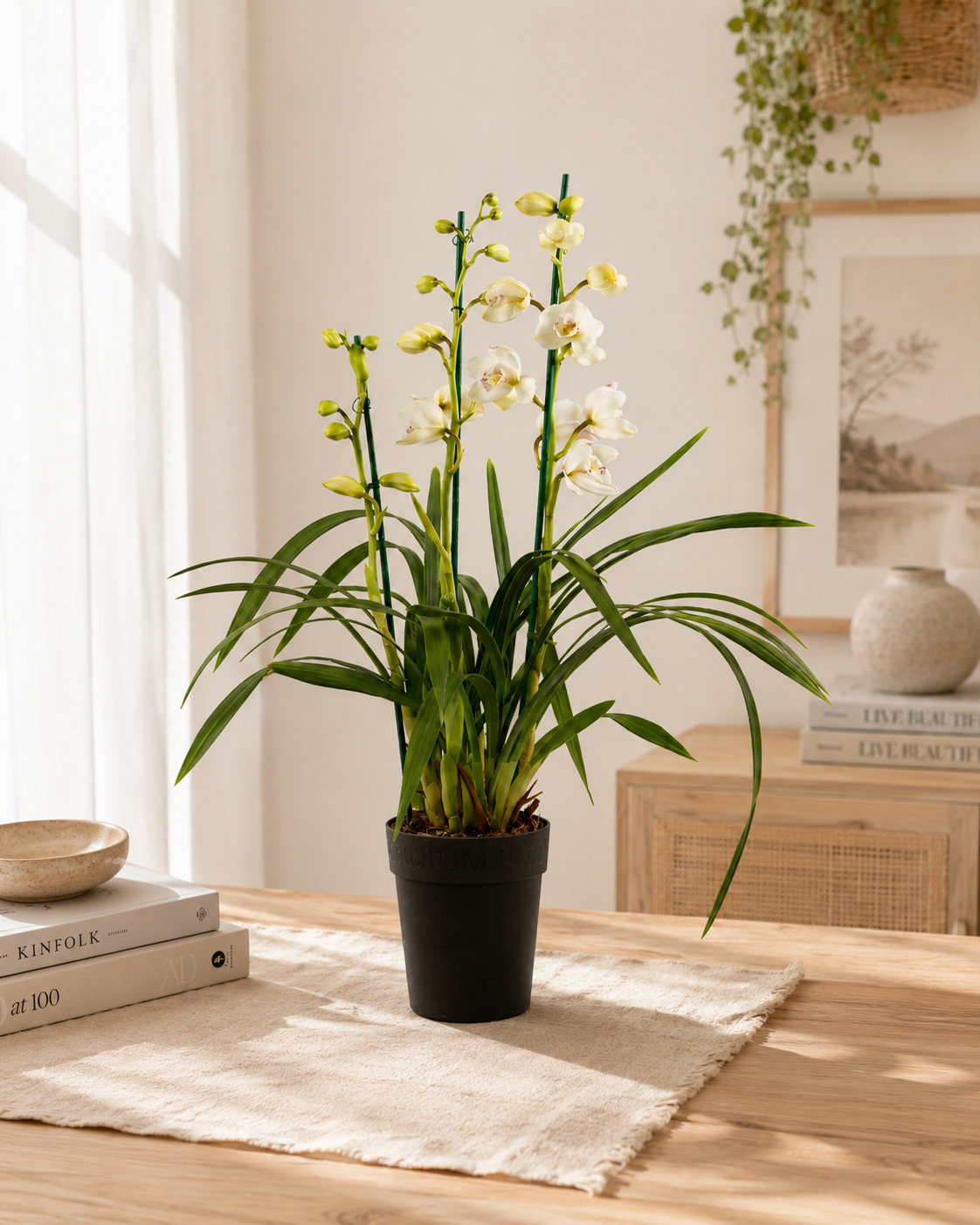 Cymbidium white