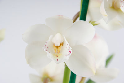 Cymbidium white