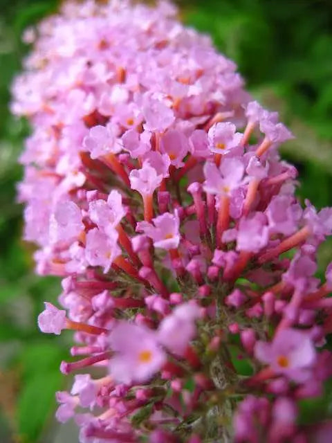 Buddleja davidii 'Pink Delight' dettaglio fiori