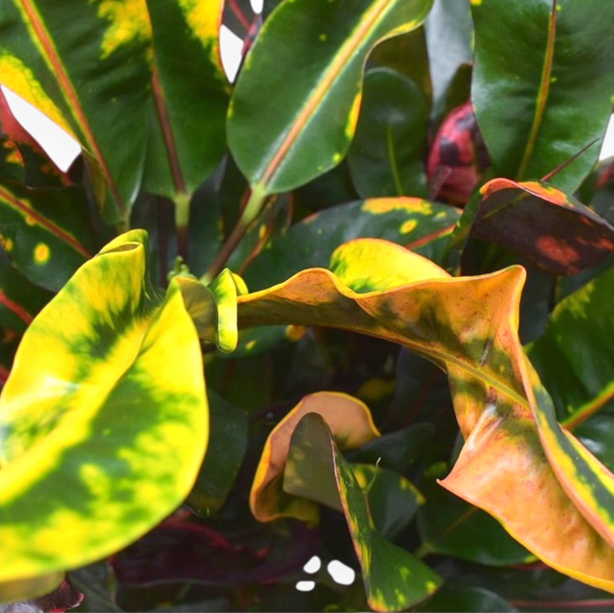 Codiaeum variegatum 'Mammi' dettaglio foglie