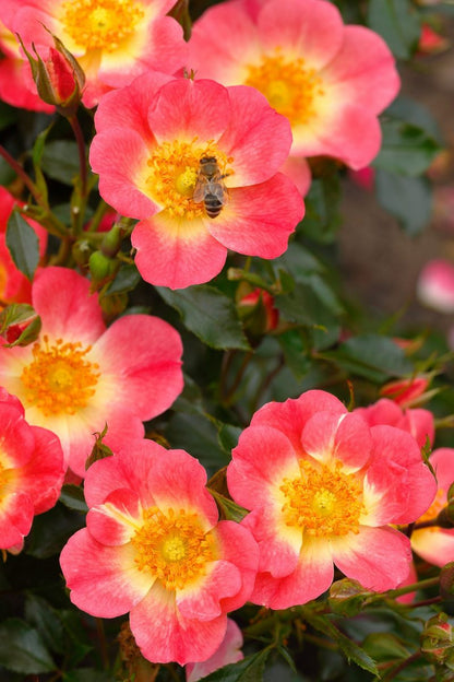 Dettaglio ravvicinato di rosa Bienenweide Bicolor con petali rosa sfumati di bianco e centro giallo dorato