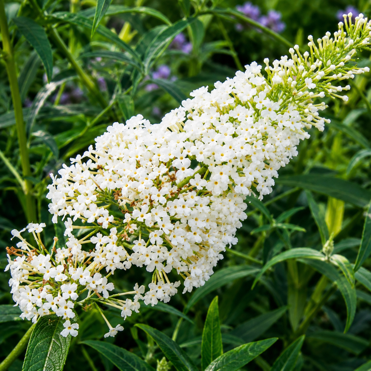 Fiori bianchi della Buddleja davidii Nanho White