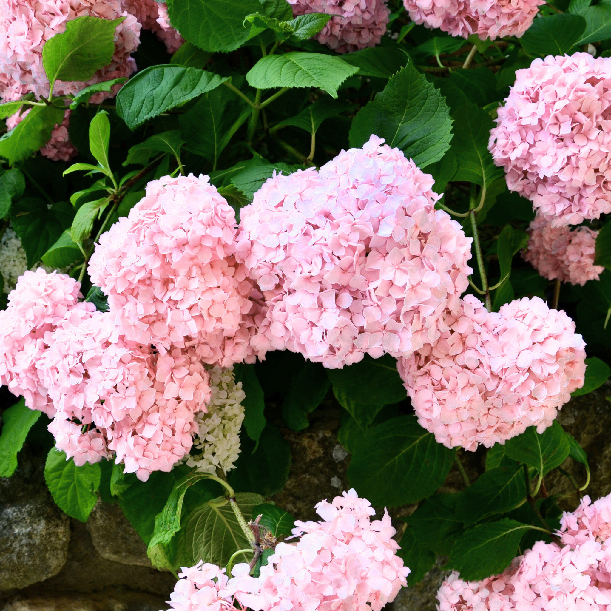 Infiorescenze rosa di Ortensia Sweet Annabelle