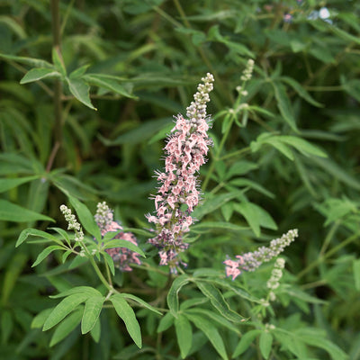 Fioritura rosa di Vitex Pink Pinnacle