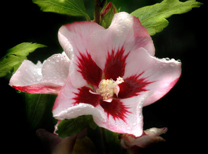 Fiore di Hibiscus syriacus Hamabo in primo piano
