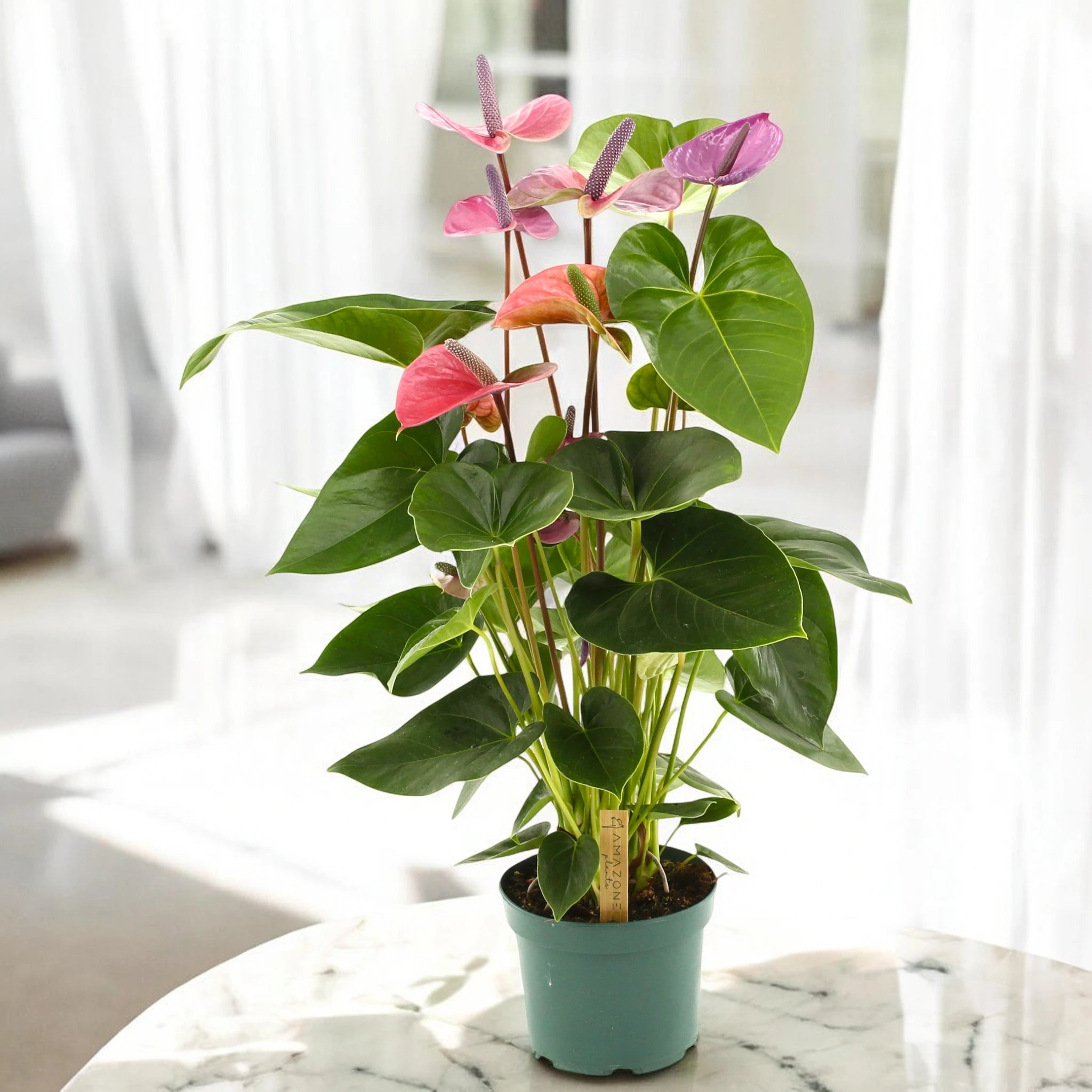 Spata rosa di Anthurium Cavalli
