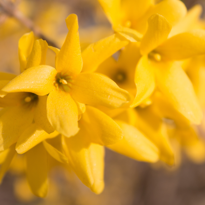 Fiore giallo di Forsythia Spectabilis