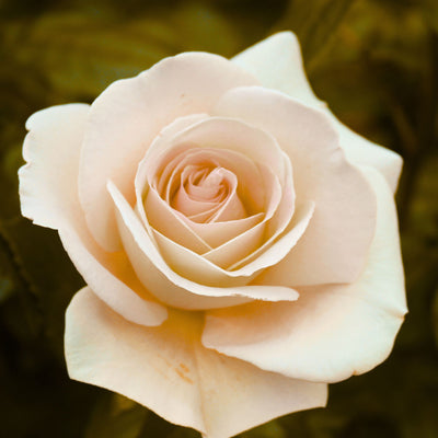 Rosa albicocca dai petali eleganti